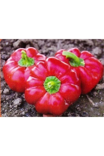 Muka Botanik Süper Paket 200 Tohum Nadir Ithal Tatlı Domates Biberi Tohumu Biber Tohumu - Resim 3