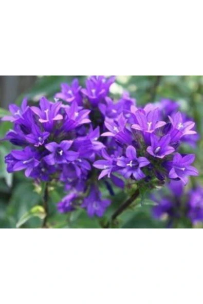 Muka Botanik Mor Campanula Çiçeği Tohumu Ekim Seti - Resim 4