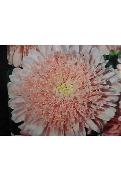 Muka Botanik 10 Adet Lovely Double-flowered Sidonia Asters Tohumu - Resim 2