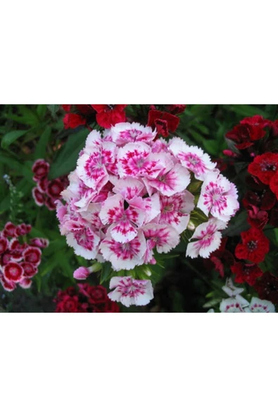 Muka Botanik 10 Adet Çin Karanfili Tohumu Kokulu ürün görseli