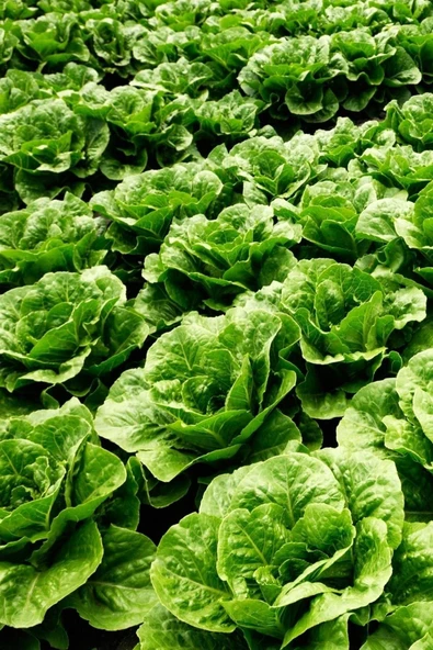 Muka Botanik Geleneksel Yedikule Marul Tohumu / 40 Adet Tohum - Resim 3