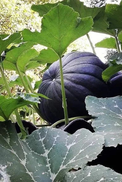 Muka Botanik Japon Siyah Bal Kabağı Tohumu / 5 Adet Tohum - 2