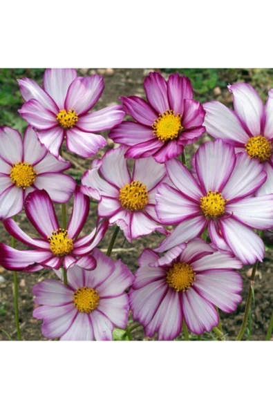 Muka Botanik 10 15 Adet Pembe Kenarlı Cosmos Deniz Kabuğu Çiçek Tohumu ürün görseli