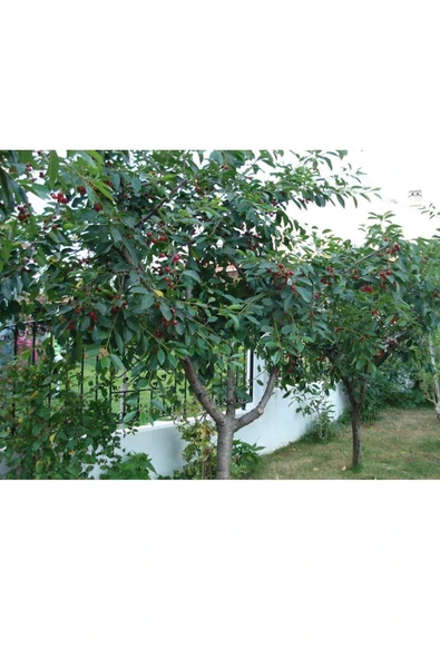 Muka Botanik 5 Adet Organik Montmorency Cherry (kiraz) Ağacı Tohumu - Resim 3