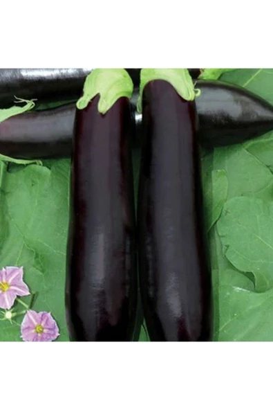 Muka Botanik 10 Adet Kemer Patlıcan Tohumu ürün görseli