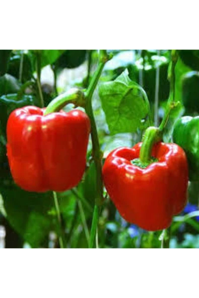 Muka Botanik 100 Adet Nadir Kırmızı Dolmalık Biber Tohumu ürün görseli