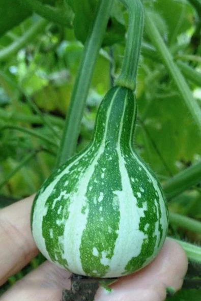 Muka Botanik Topaç Süs Kabağı ( Tennessee Dancing ) Tohumu / 5 Adet Tohum - Resim 3