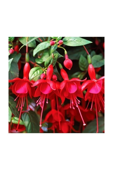 Muka Botanik Karışık Küpeli Çiçeği Tohumu 5 Adet Tohum Çiçek Tohumu ürün görseli