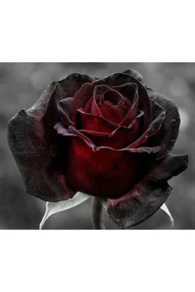 Muka Botanik 5 Adet Red And Black Rose Gül Tohumu - Resim 2