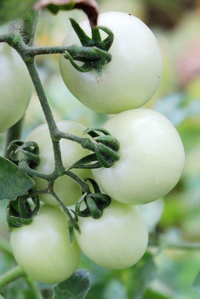 Muka Botanik Hybrite Beyaz Domates Tohumu / 5+ Adet Tohum - Resim 2