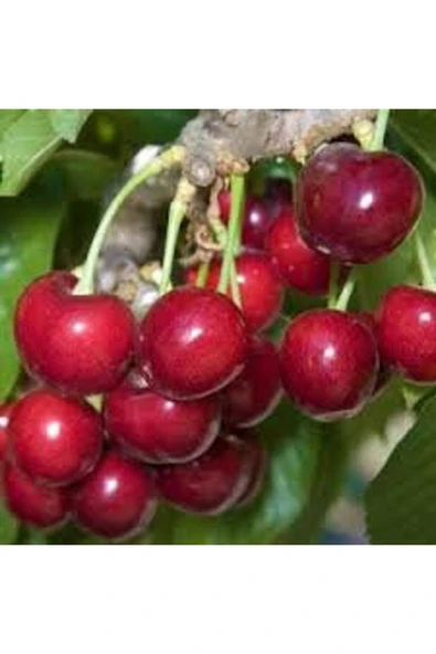 Muka Botanik 10 Adet Cüce Kiraz Ağacı Tohumu - Resim 3