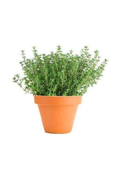 Muka Botanik Aromatik Dağ Kekiği Tohumu 25 Adet Kekik Tohumu ürün görseli