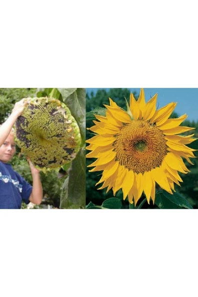 Muka Botanik 20 Adet Dev Ayçiçeği Tohumu - Resim 2