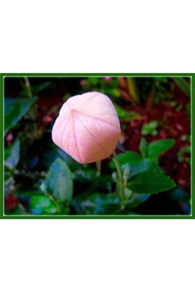 Muka Botanik 10 Adet Pink Balloon Tohumu - Resim 2