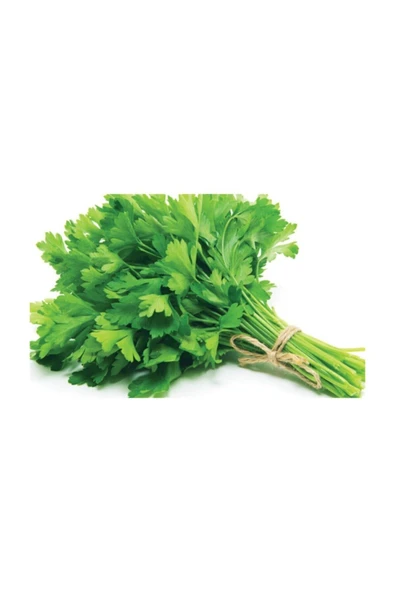 Muka Botanik Ithal Yediveren Erkenci Maydonoz Tohumu 500 Adet Tohum ürün görseli