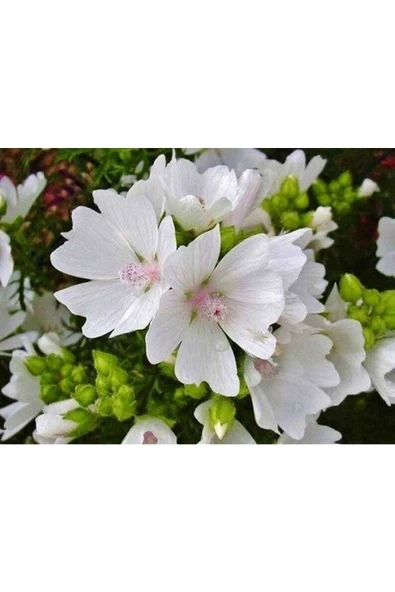 Muka Botanik 5 Adet Hollyhock (malva Moschata White) Tohumu ürün görseli