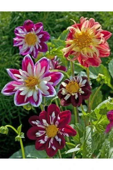 Muka Botanik Katmerli Mıgnon Dahlıa Çiçek Tohumu 10 15 Adet ürün görseli