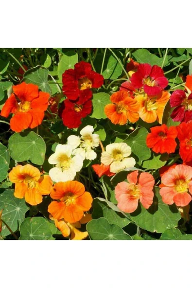 Muka Botanik 6 Adet Laden Çiçeği Tohumu ürün görseli