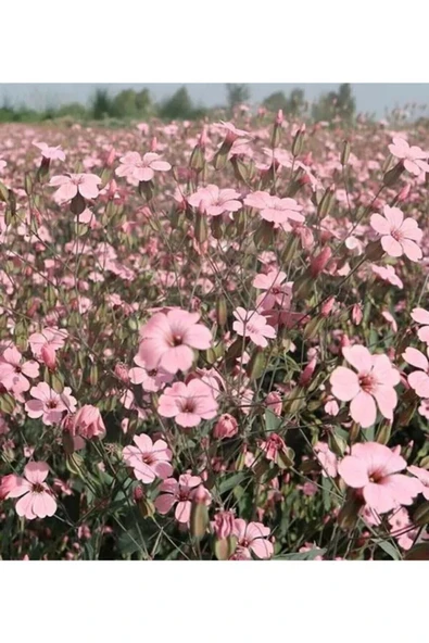 Muka Botanik 10 Adet Pembe Cosmos Çiçeği Tohumu ürün görseli