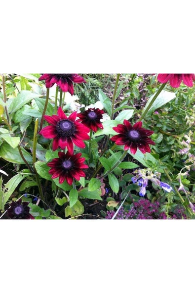 Muka Botanik 10 Adet Red Black Eyed Susan Tohumu - Resim 4