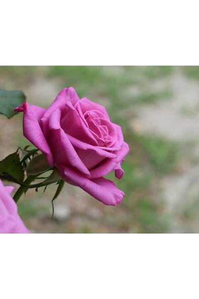 Muka Botanik 5 Adet Purple Rose, Rosa Setigera Tohumu - Resim 2