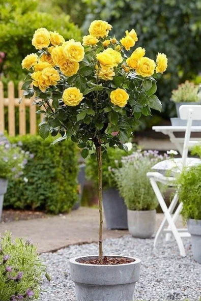 Muka Botanik Sarı Gül Ağacı Tohumu / 5 Adet Tohum ürün görseli