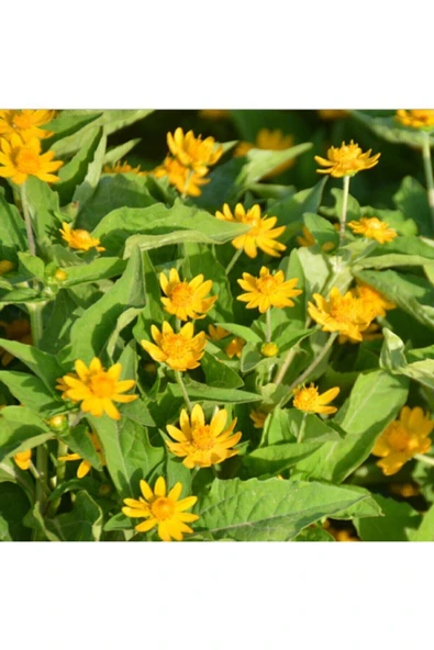 Muka Botanik 20 Adet Saksılık Afrika Papatyası Tohumu - Resim 2