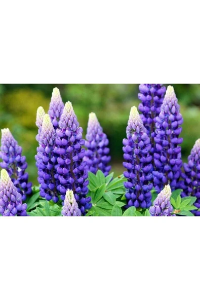 Muka Botanik 5 Adet Lupin Blue Flame Giant Tohumu - Resim 4