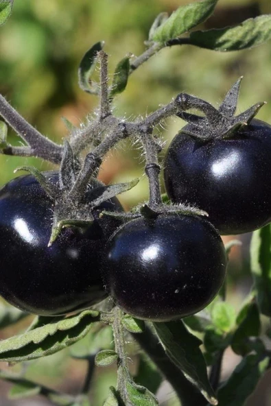 Muka Botanik Siyah Kumato Domatesi Tohumu / Eko Paket 25 + Adet Tohum - Resim 3