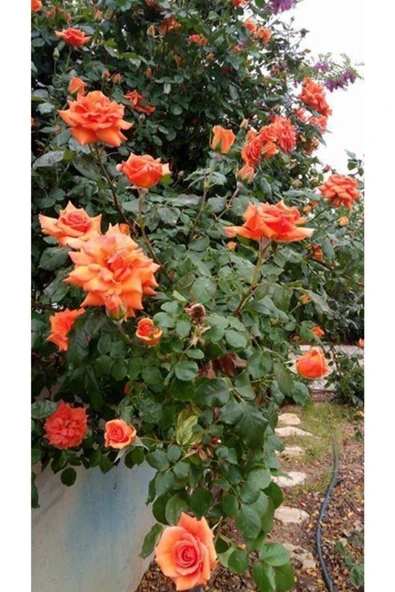 Muka Botanik Nadir Yediveren Turuncu Sarmaşık Gül Tohumu Ekim Seti - Resim 4