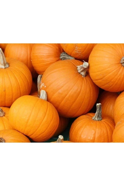 Muka Botanik 5 Adet Giant Pumpkin - Bambino Bal Kabağı Tohumu - 3