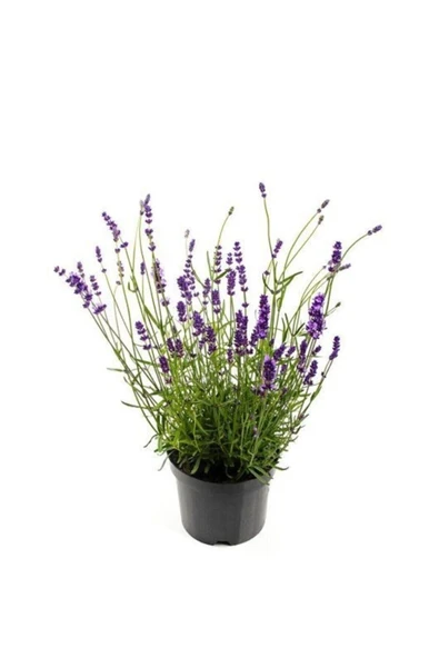 Muka Botanik Nadir Ithal Mis Kokulu Ingiliz Lavanta Çiçeği Tohumu 20 Adet Lavanta Tohumu ürün görseli