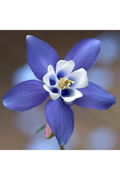 Muka Botanik 5 Adet Colorado Blue Columbine Tohumu - Resim 2