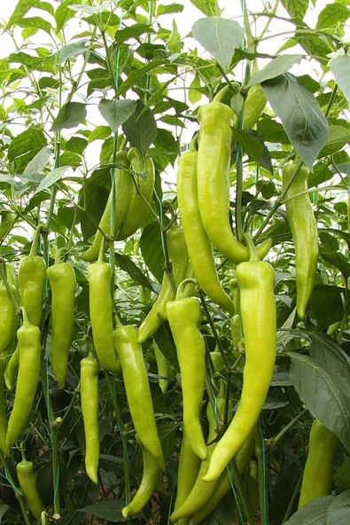 Muka Botanik Yerli Tatlı Çarliston Biber Tohumu / 20+ Adet Tohum - Resim 2