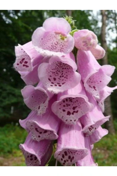 Muka Botanik Pembe Kadeh Çiçeği Tohumu Ekim Seti - Resim 3