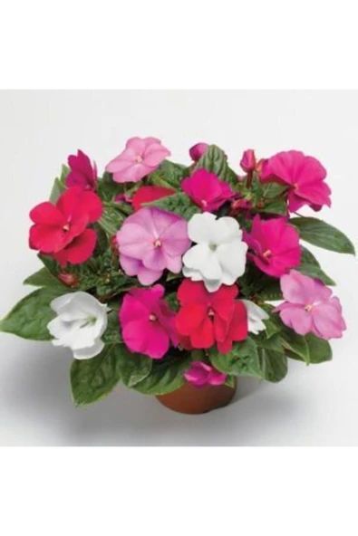 Muka Botanik Cezayir Menekşesi Çiçeği Tohumu Ekim Seti - Resim 2