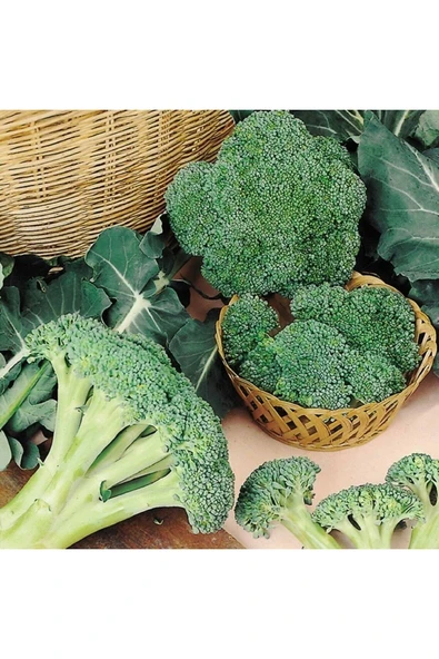 Muka Botanik 20 Adet Organik Brokoli Tohumu - Resim 4