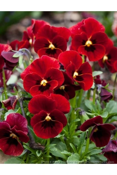 Muka Botanik Kırmızı Renkli Menekşe Çiçeği Tohumu 10 15 Adet ürün görseli