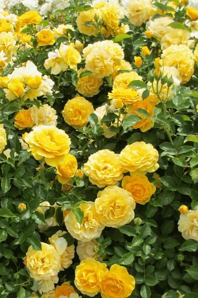 Muka Botanik Sarı Gül Ağacı Tohumu / 5 Adet Tohum - Resim 4