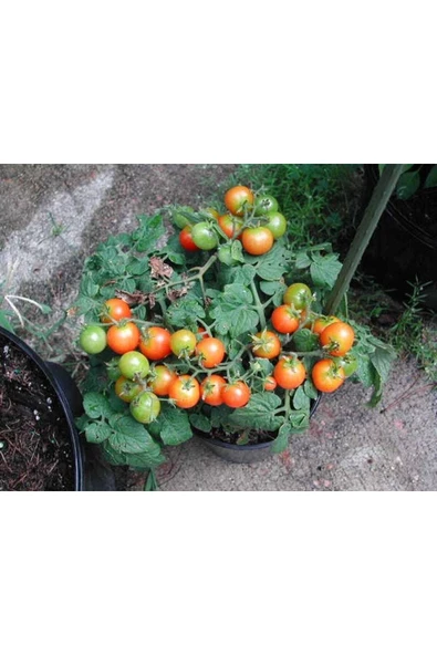 Muka Botanik 20 Adet Pinocchio Orange Micro Dwarf Domates Tohumu ürün görseli