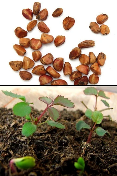 Muka Botanik Sarı Gül Ağacı Tohumu / 5 Adet Tohum - Resim 6