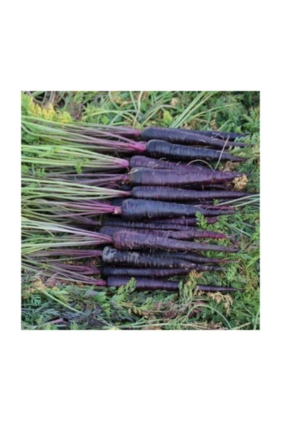 Muka Botanik Nadir Ithal Mor Havuç Tohumu 200 Adet Tohum Şalgam Havucu - Resim 2