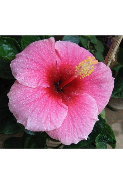 Muka Botanik 10 Adet Mıxed Luna Hıbıscus Tohumu - Resim 5