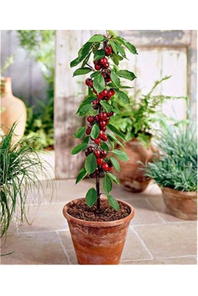 Muka Botanik 10 Adet Bodur Kiraz Ağacı Tohumu ürün görseli