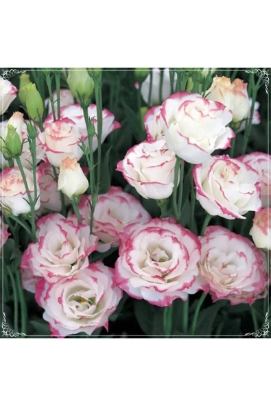 Muka Botanik 5 Adet Multicolored Pink Picotee Lisianthus Tohumu ürün görseli