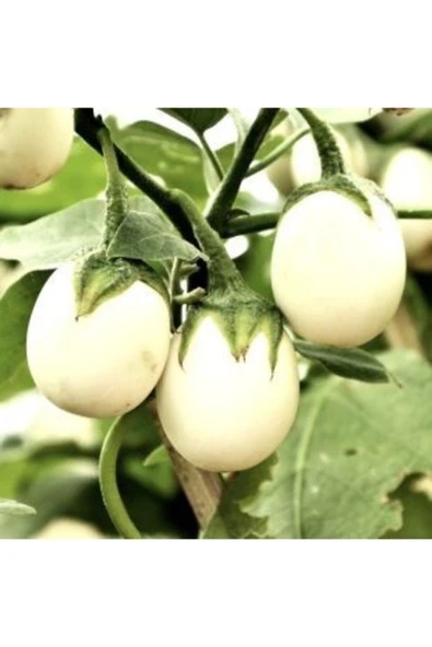 Muka Botanik Nadir Ithal Beyaz Patlıcan Tohumu Ekim Seti 5 - Resim 3