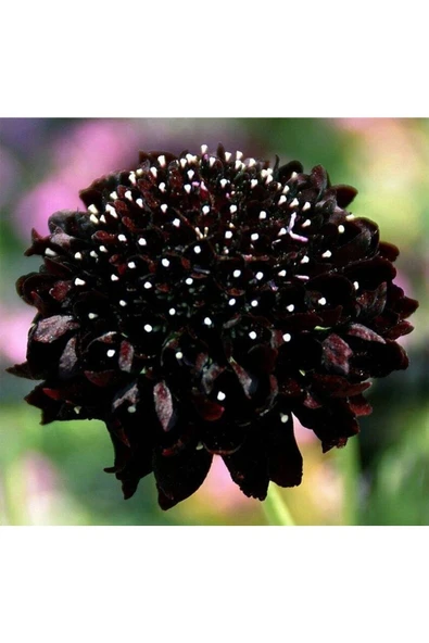 Muka Botanik 5 Adet Mourning Bridge Scabiosa Day & Night Mix Tohumu - Resim 3
