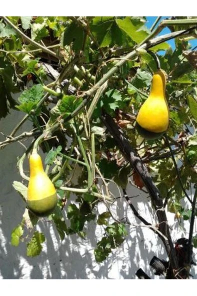 Muka Botanik Nadir Sarı Yeşil Süs Kabağı Tohumu Ekim Seti - Resim 4