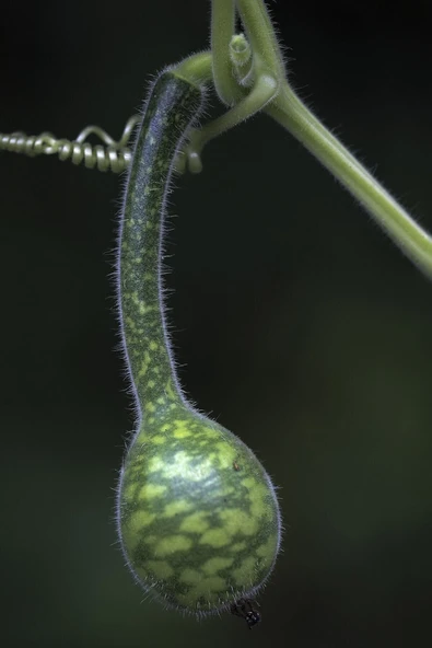 Muka Botanik Benekli Kuğu Su Kabağı Tohumu / 5 Adet Tohum - Resim 3
