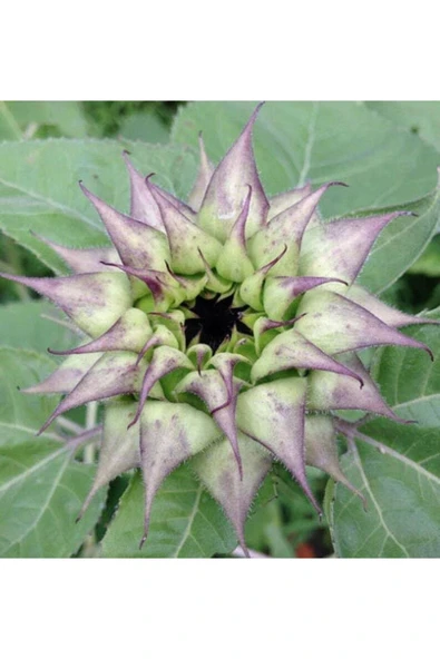 Muka Botanik 10 Adet Sunflower Sun-fill Purple Tohumu - Resim 3